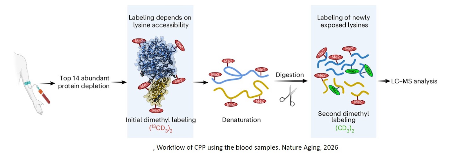 Structural signature of plasma proteins classifies the status of Alzheimer’s disease