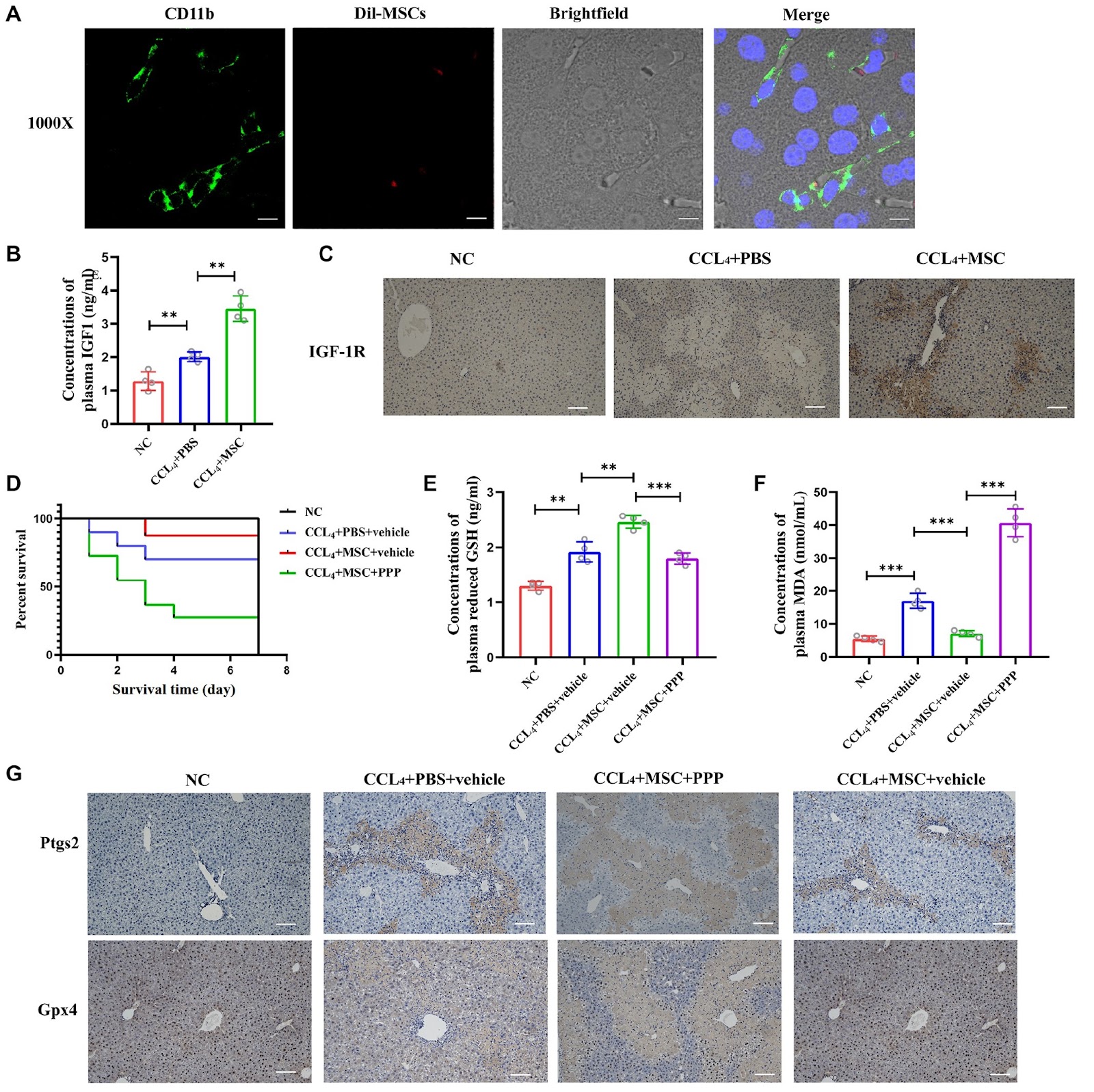 Human umbilical cord mesenchymal stem cells protect against ferroptosis in acute liver failure through the IGF1-hepcidin-FPN1 axis and inhibiting iron loading