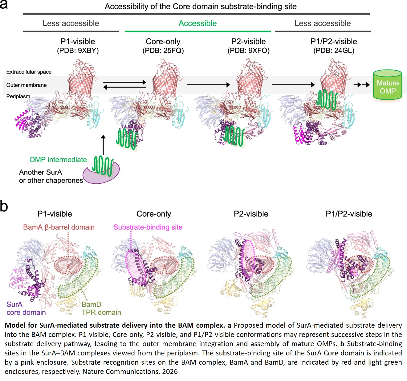 How bacteria assemble outer membrane proteins