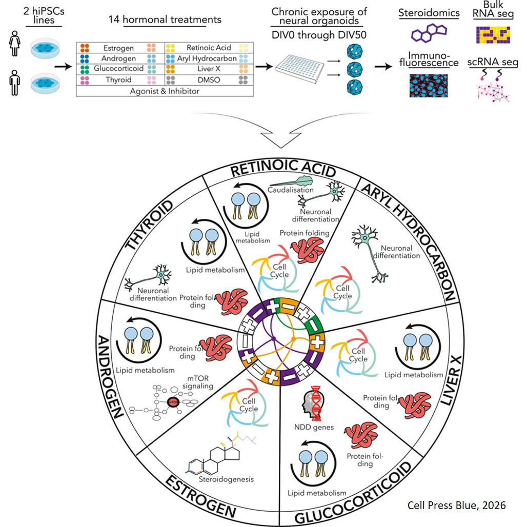 A molecular cell atlas of endocrine signaling in human neural organoids