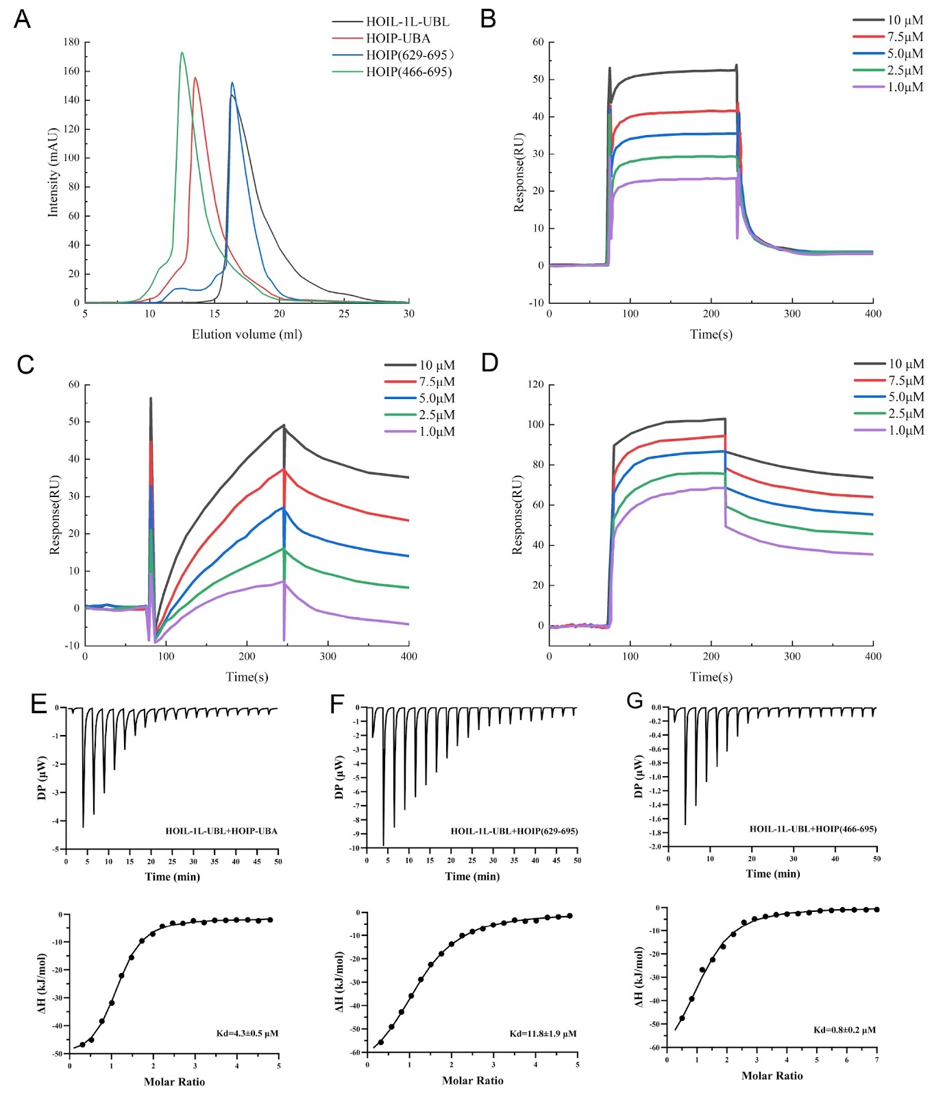 AlphaFold2 assists in providing novel mechanistic insights into the interactions among the LUBAC subunits