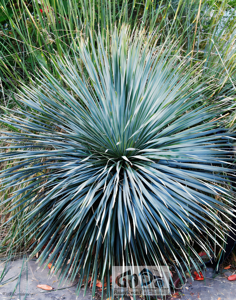 Yucca rostrata 'Sapphire Skies' in pieno sole, scultura moderna in giardino