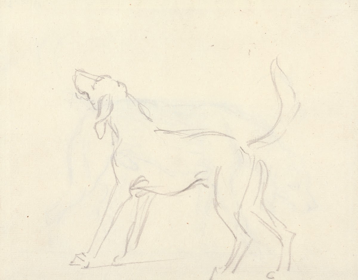 A Hound with head up