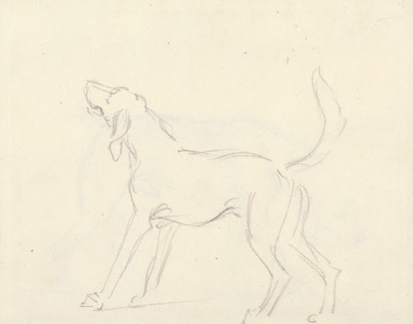 A Hound with head up