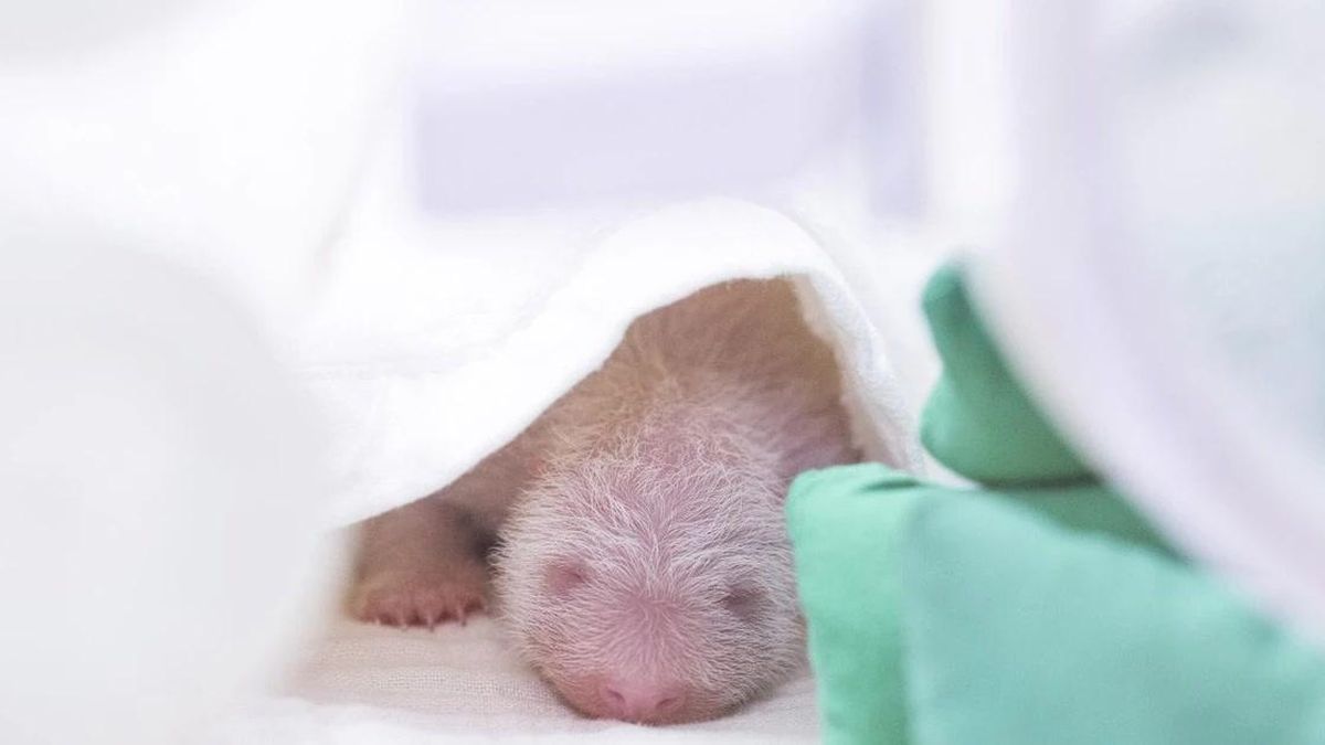 Hình ảnh bé gấu trúc mới chào đời tại Hàn Quốc 'phủ sóng cõi mạng' - Chuyên trang Sinh viên Việt Nam - Báo Tiền Phong