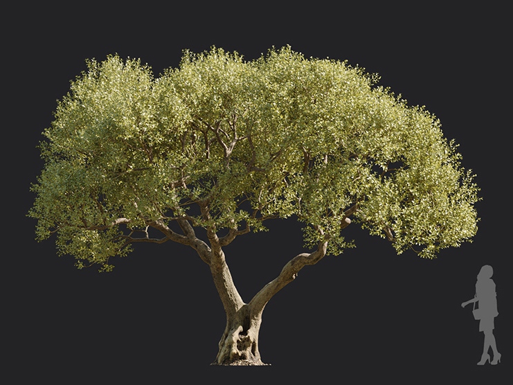 Maxtree - Plant Models Vol.113