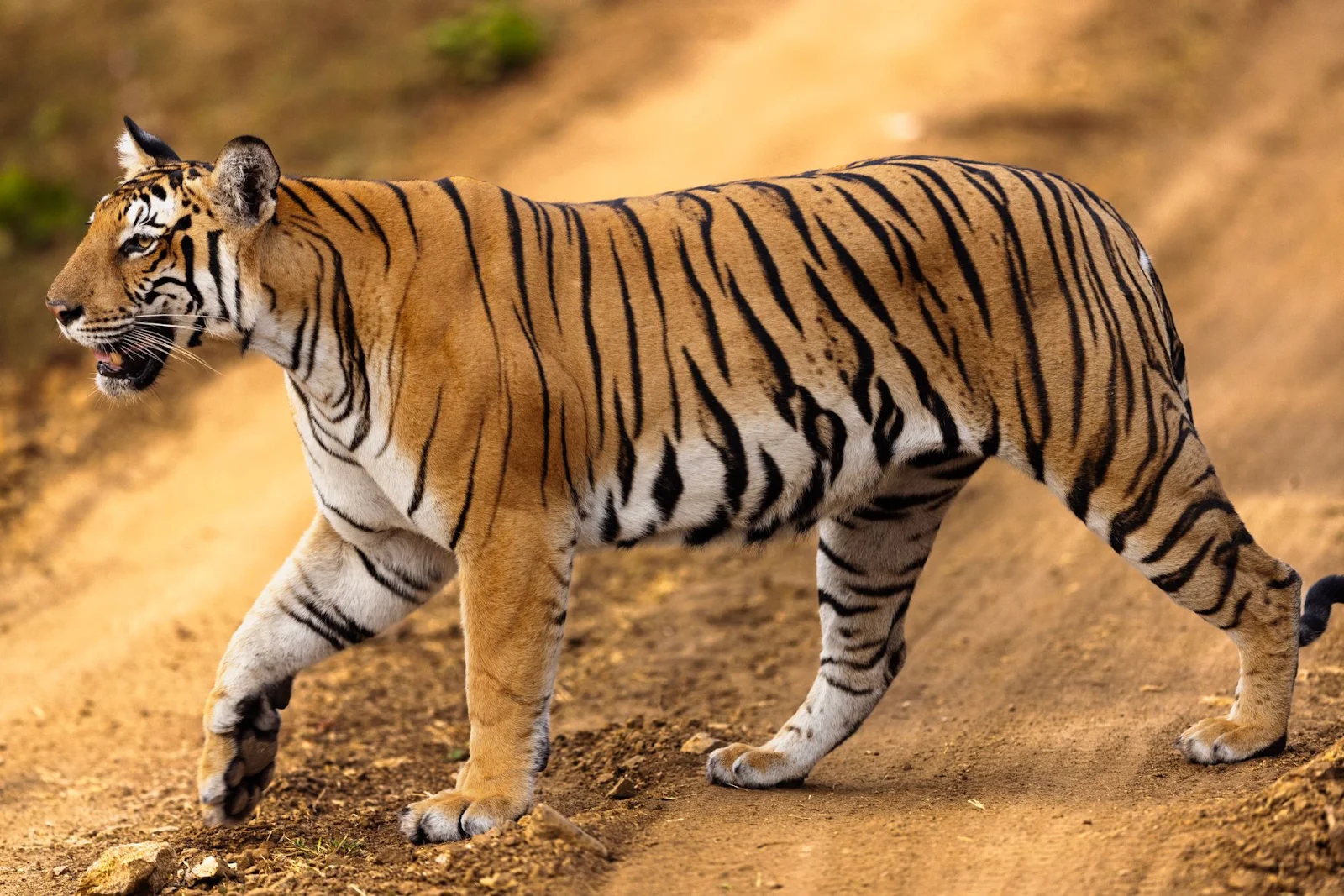 Can we see tigers at the Hazaribagh Wildlife Sanctuary?