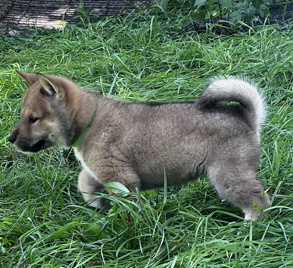 Shikoku puppy photo