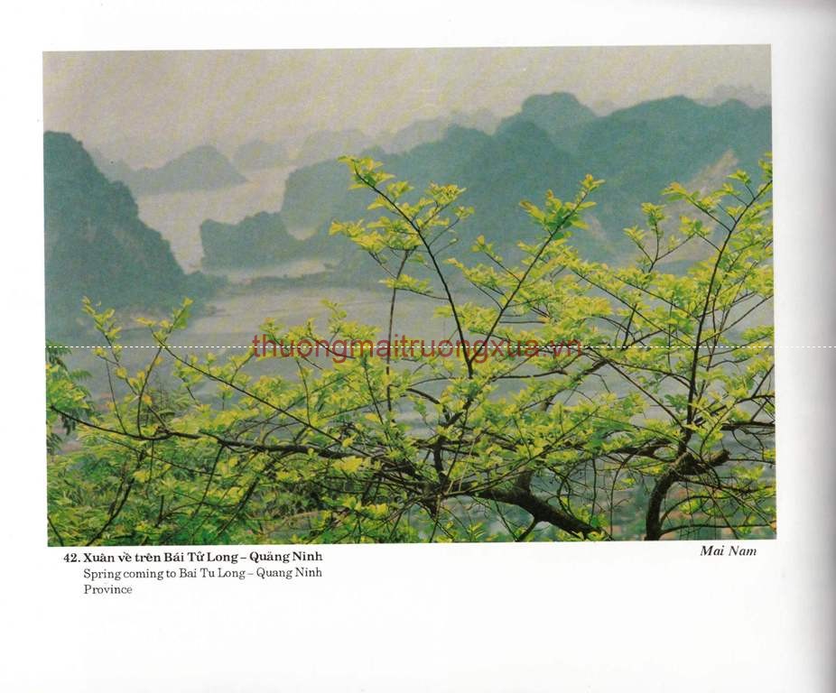 Tập san : Mực tím (số 66 - 1992) - Trang 49