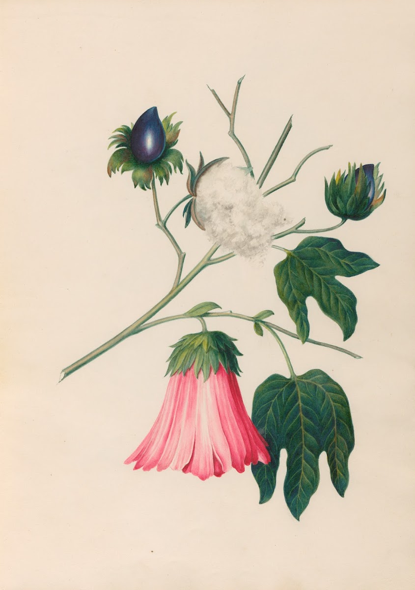 Drawings of tropical flowers and fruits from South America Pl29 1830