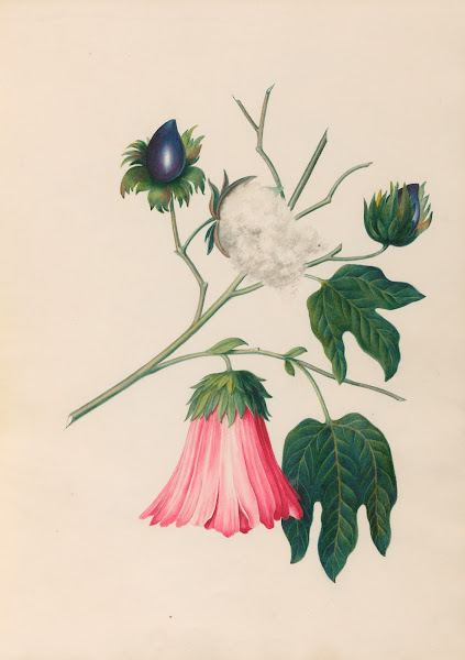 Drawings of tropical flowers and fruits from South America Pl29 1830