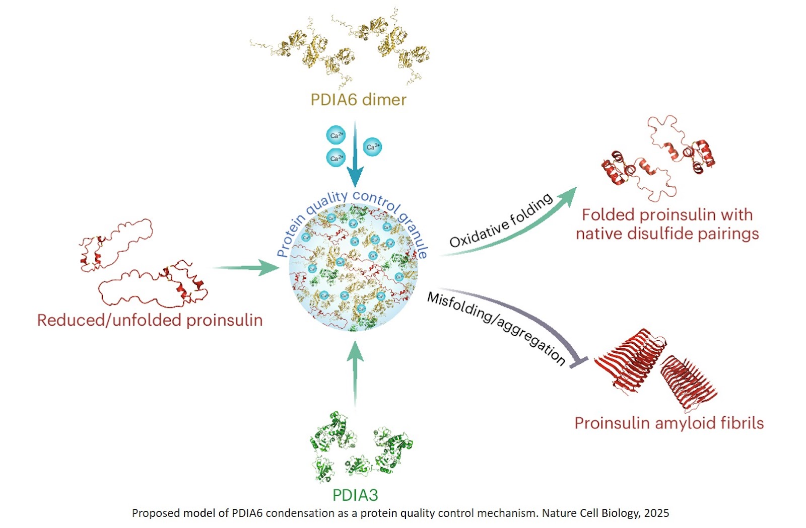 The mechanism behind quality control of insulin in the endoplasmic reticulum