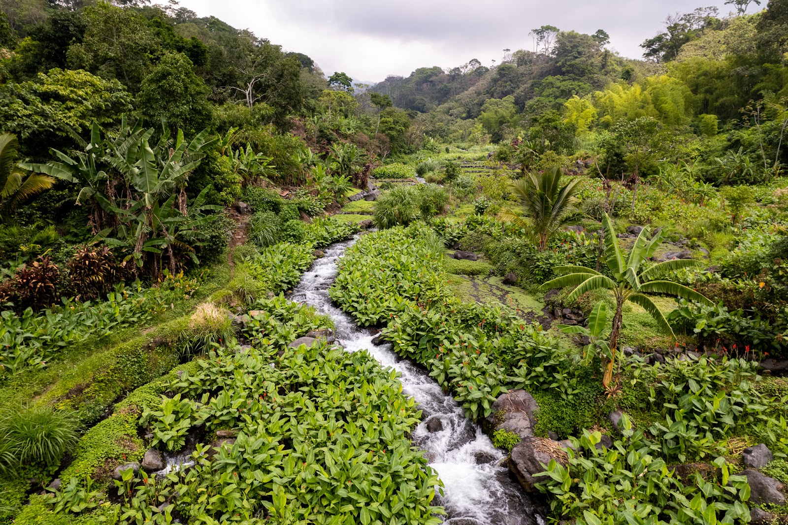 Planting native species