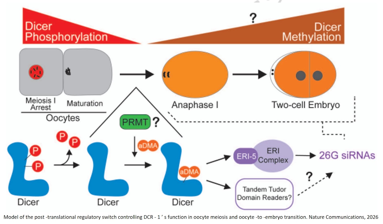 Functional requirement for Dicer helicase arginine methylation in 26 G siRNA biogenesis and oocyte meiotic program