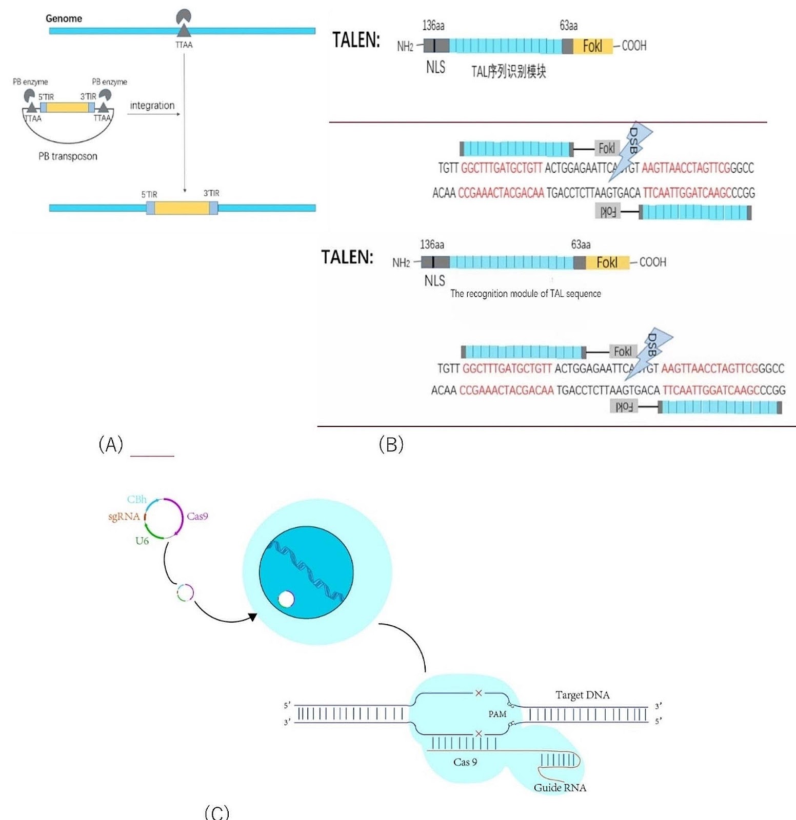 Development and application of haploid embryonic stem cells