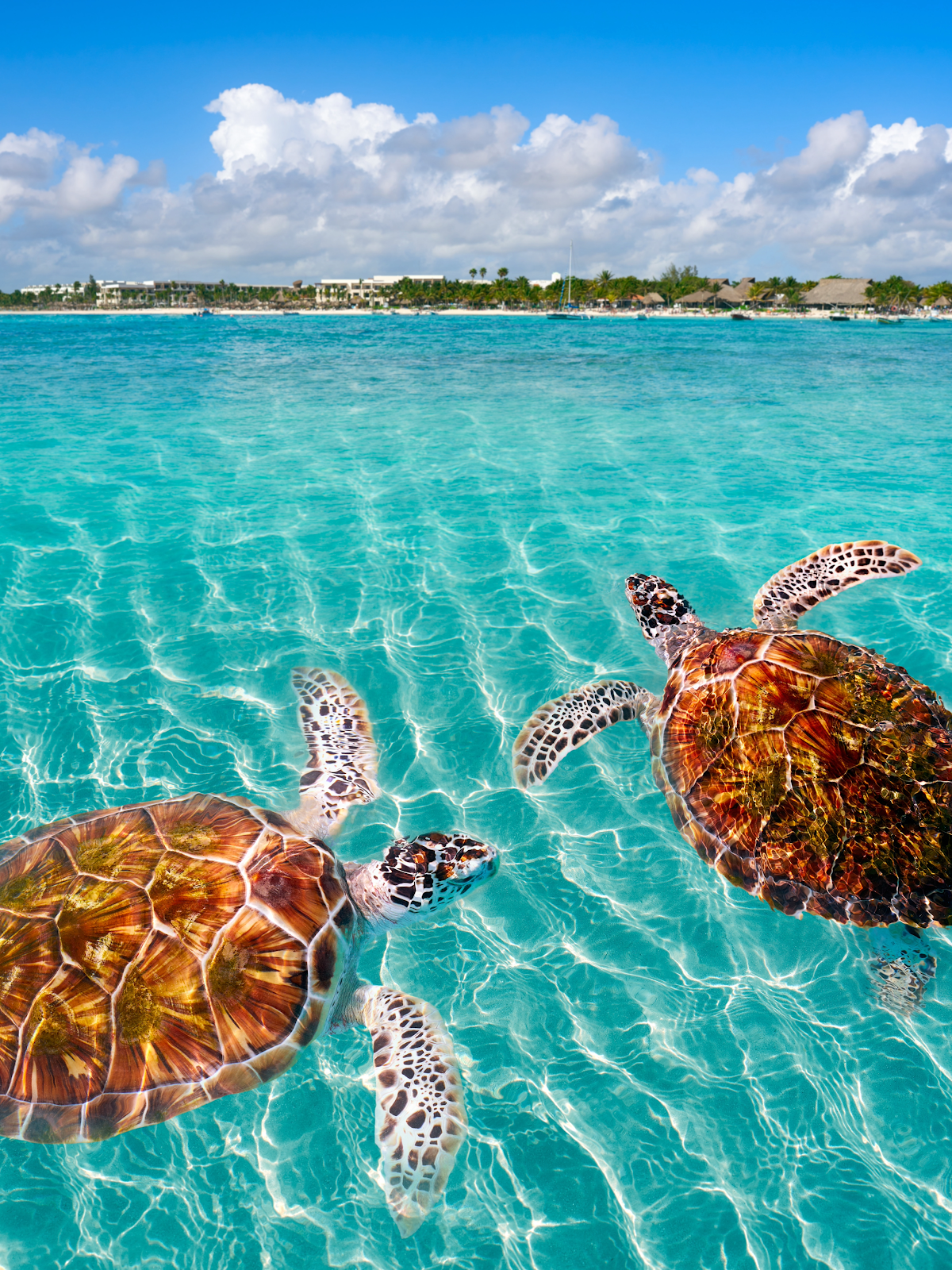 Bahía de Akumal