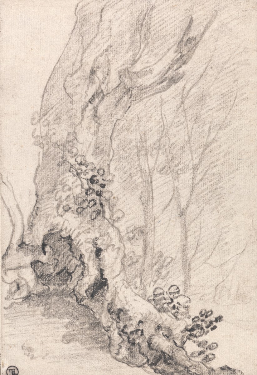 Study of an Old Tree Trunk and Creeper Covered Roots