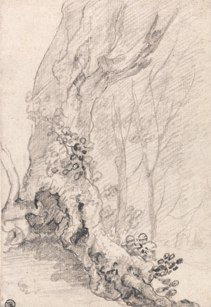Study of an Old Tree Trunk and Creeper Covered Roots