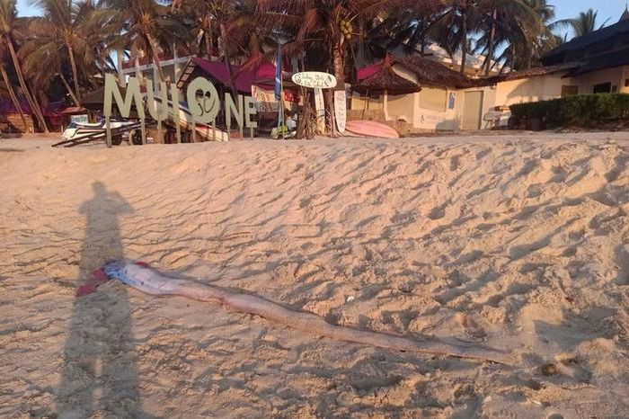 Thêm 1 con cá mái chèo dạt vào bờ biển Mũi Né, thu hút sự hiếu kỳ - Báo Người Lao Động