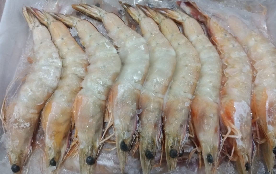 Prawn Sea HO 21/25 AA