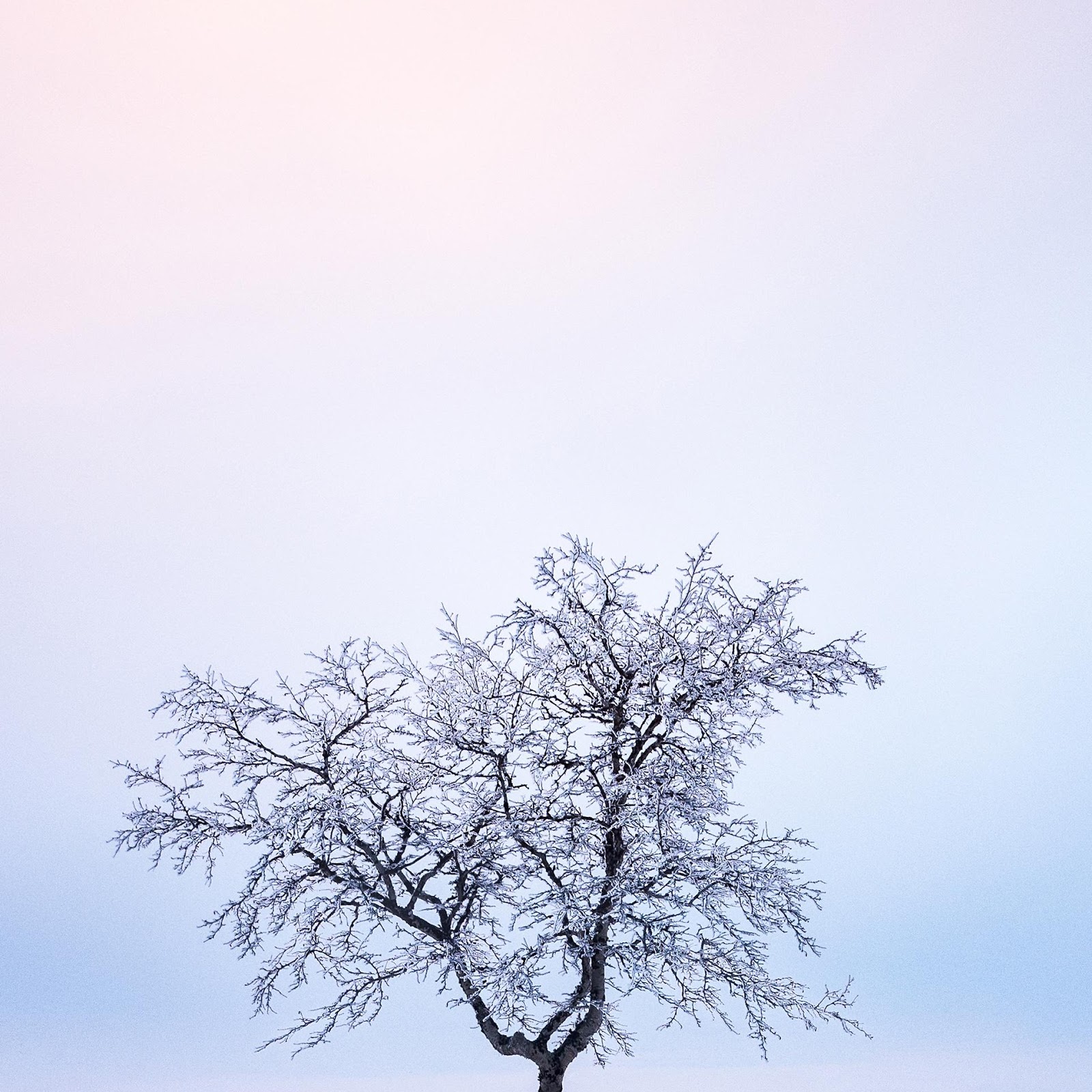 Download Lonely Tree In Winter Snow 2K iPhone