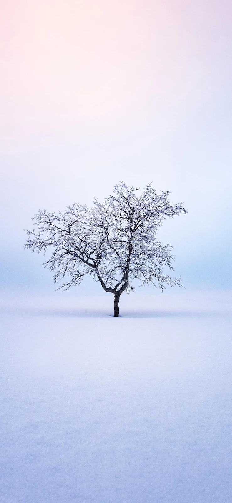 Lonely Tree In Winter Snow - Minimalist Photography 2K iPhone Wallpaper (1930x4181)