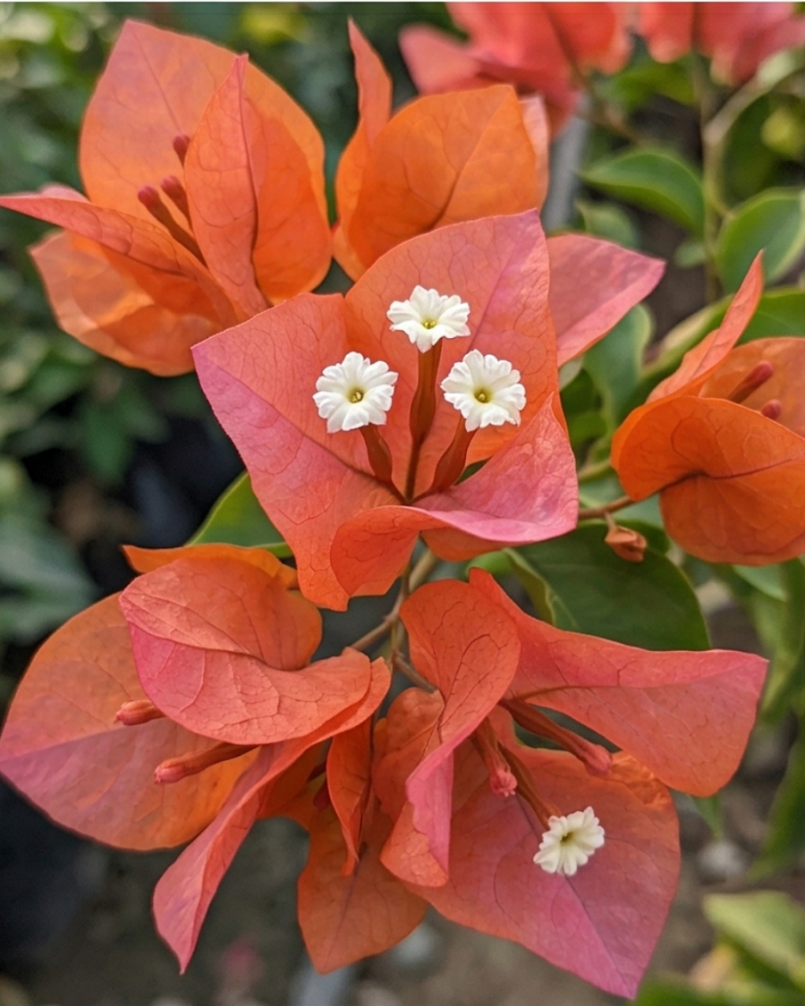 Imported Zakirana Bougainvillea Plant — view 3
