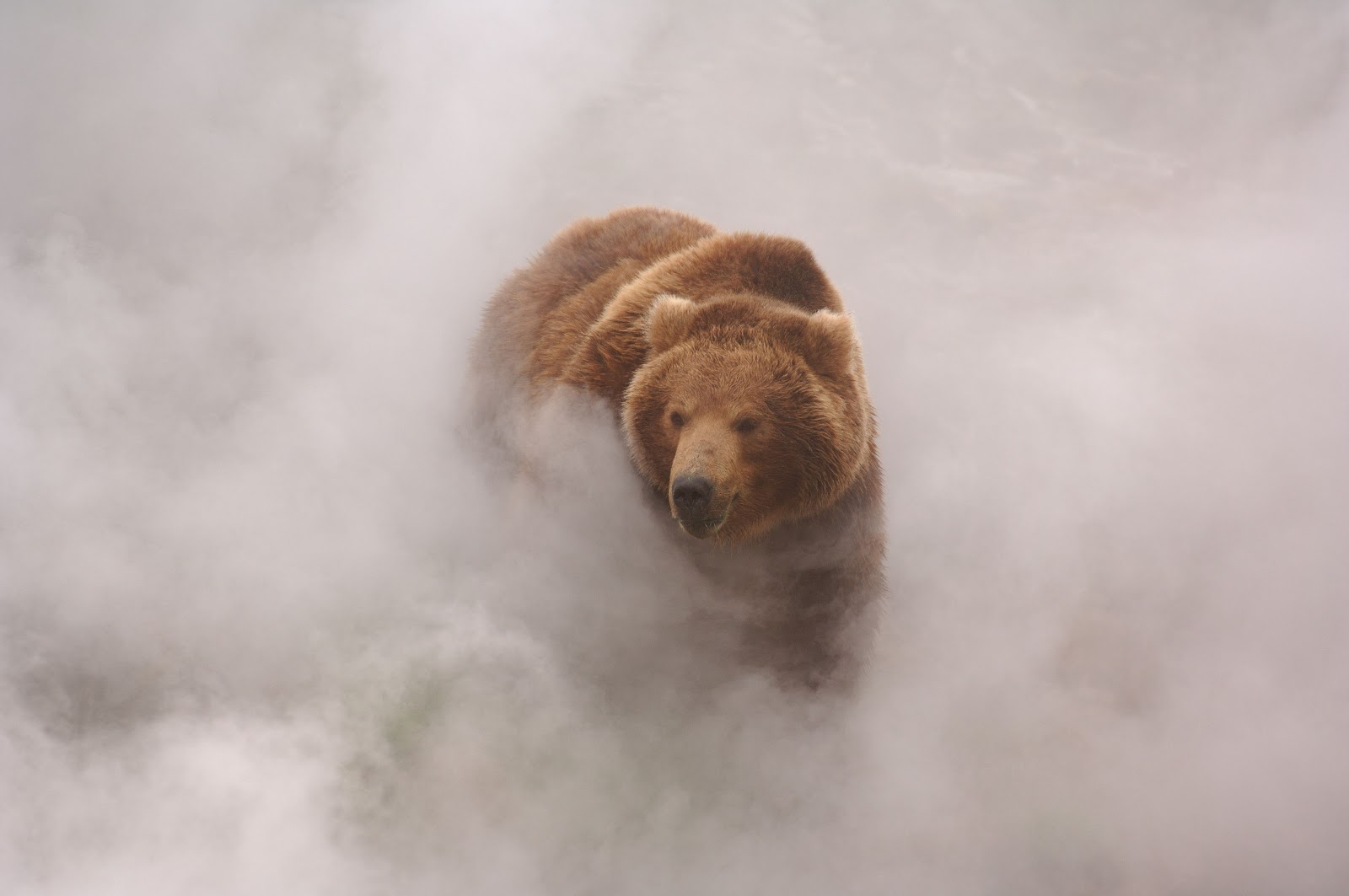 Grizzly Bear Wallpaper