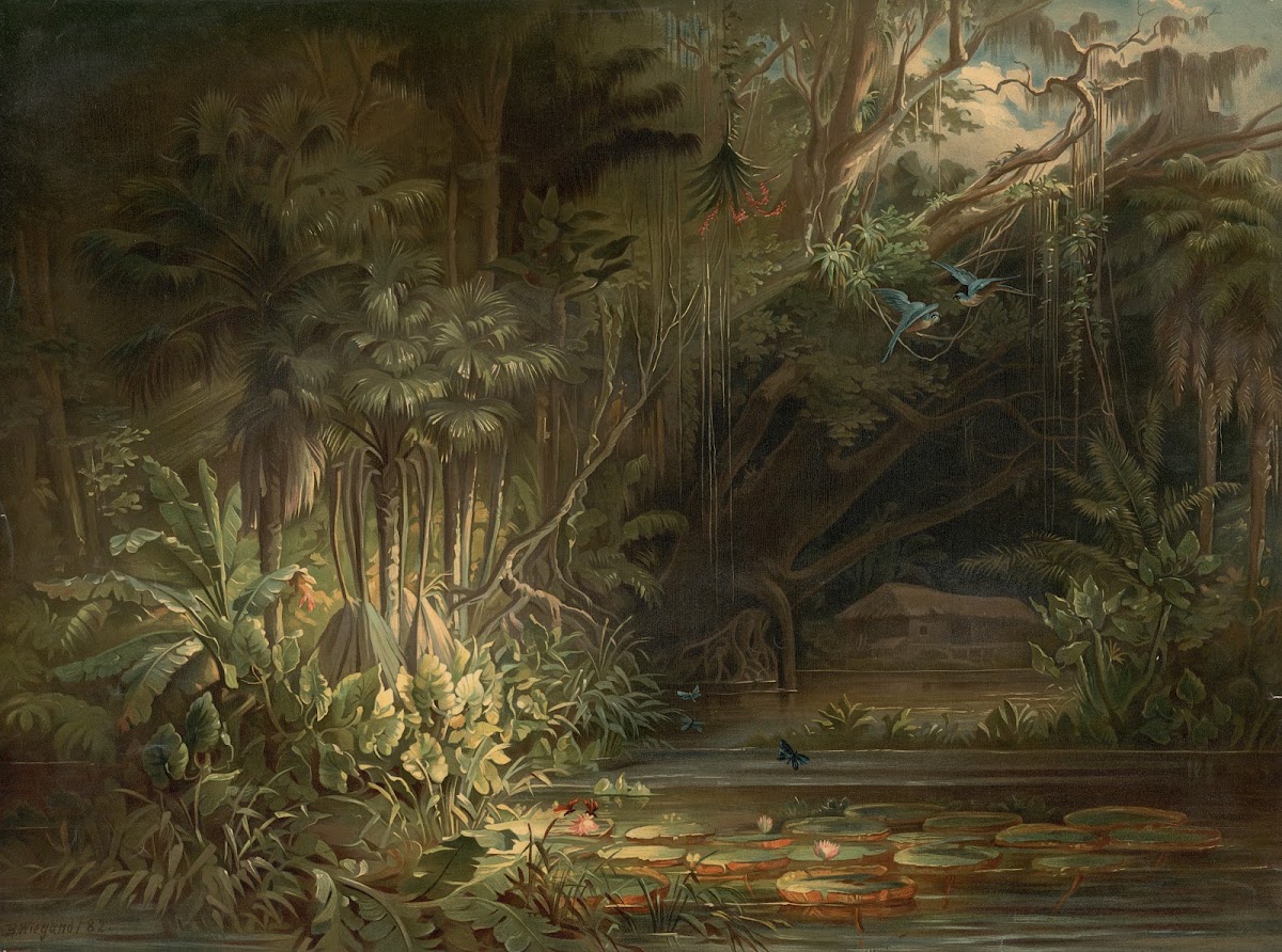 Tropical Rainforest In The Amazon 1890