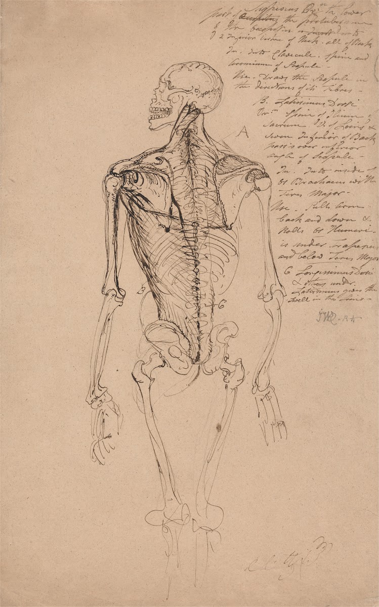 Drawing of a Mans Skeleton