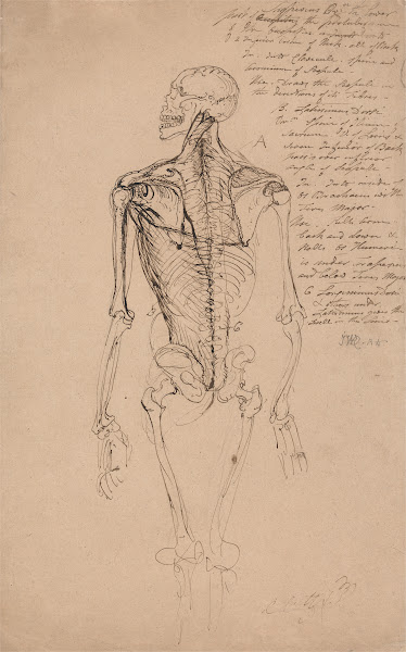 Drawing of a Mans Skeleton