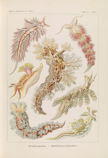 Nudibranchia  Nacktkiemen Schnecken 1904