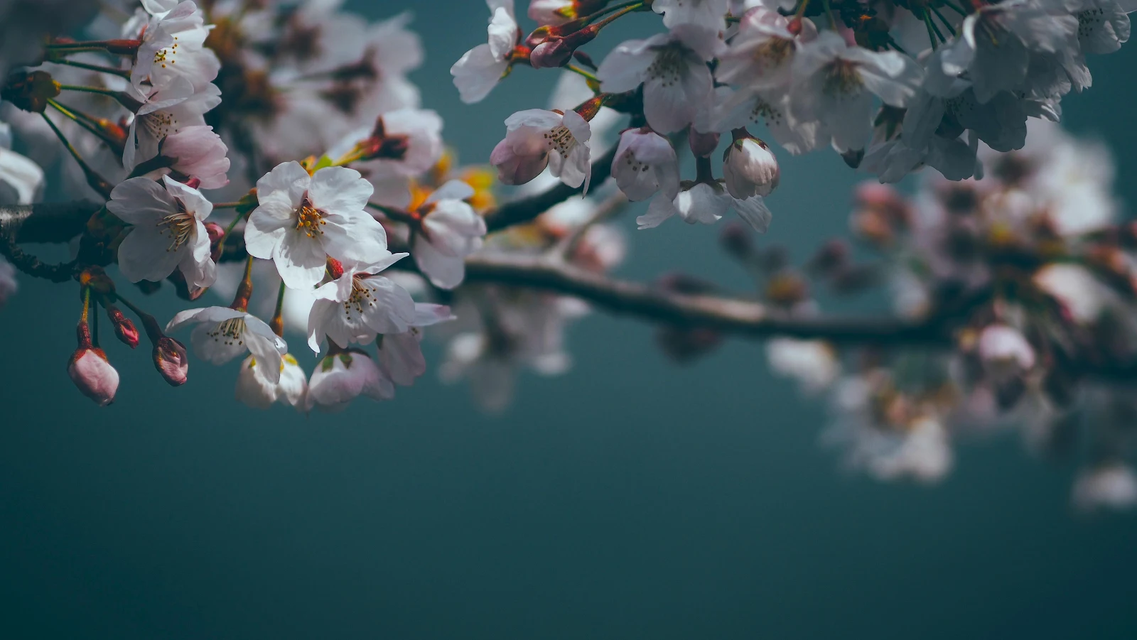 Blooming Cherry Blossom Branches - Macro Photography 4K Wallpaper (4608x2596)