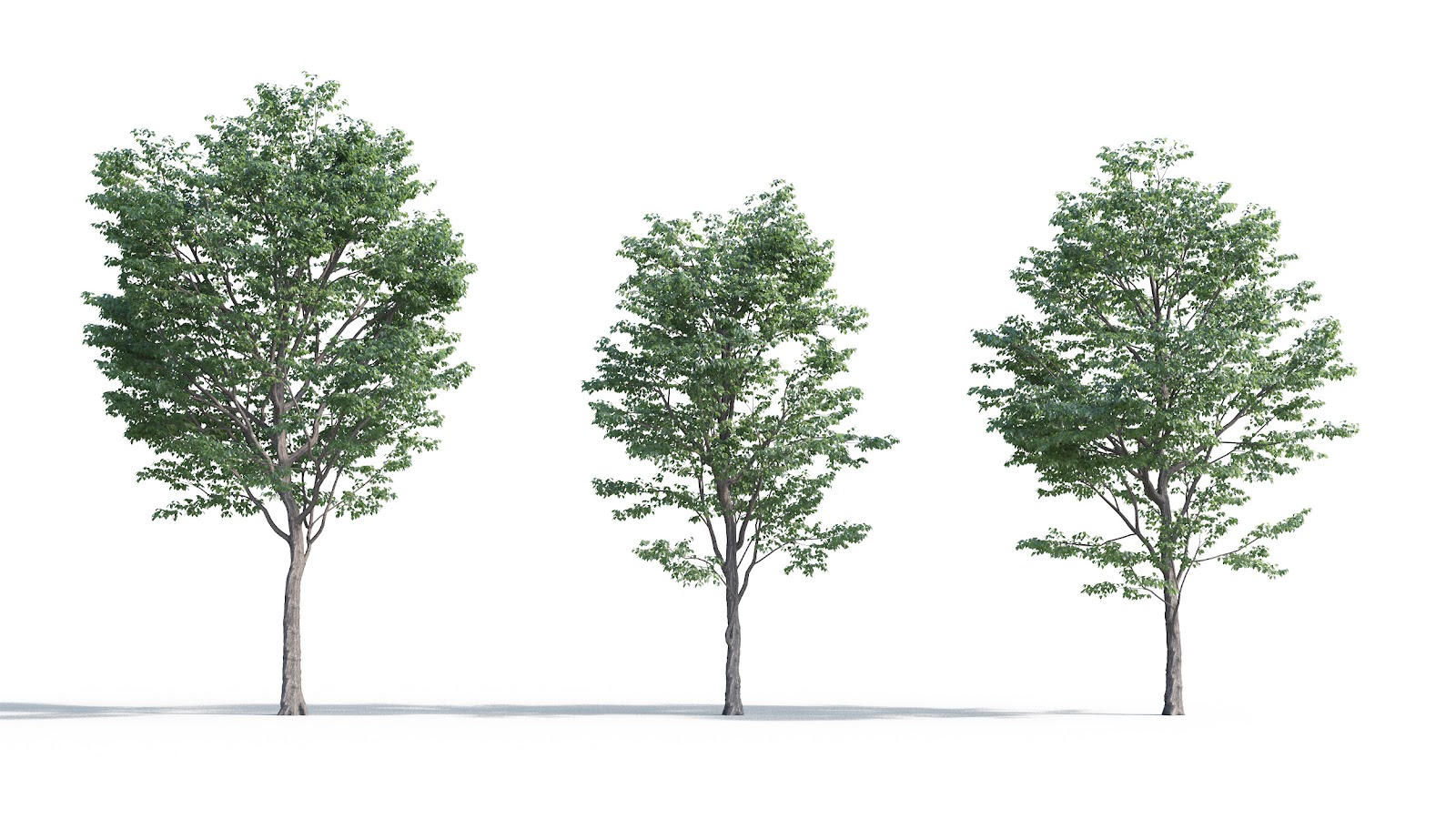 Maxtree - Plant Models Vol.5