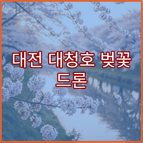 대전 대청호 벚꽃 드론 촬영 허용 구역과 규정 팁