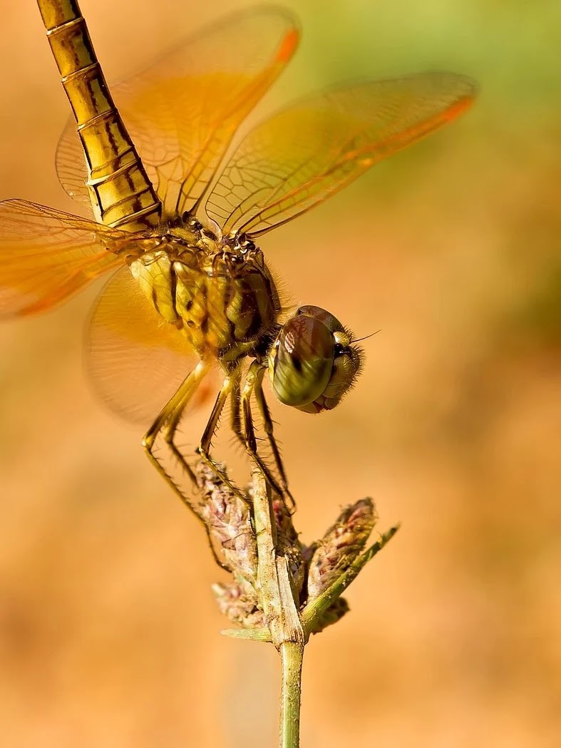 QQQ, VOO, SPY ETF 운용방식과 세금부과 기준 비교