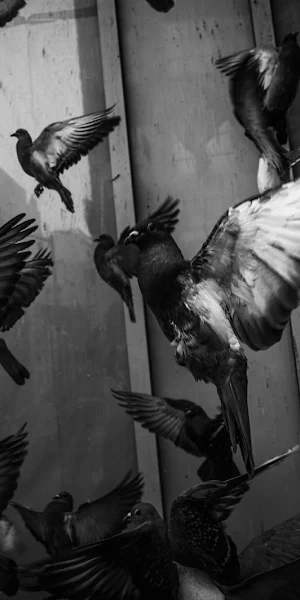 Pigeons, Bird, Flying, Black And White Photography 8K Wallpaper Background