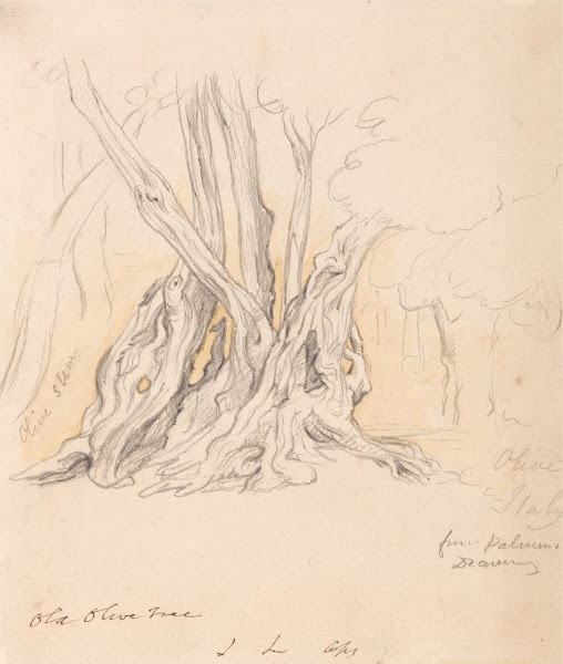 Old Olive Tree