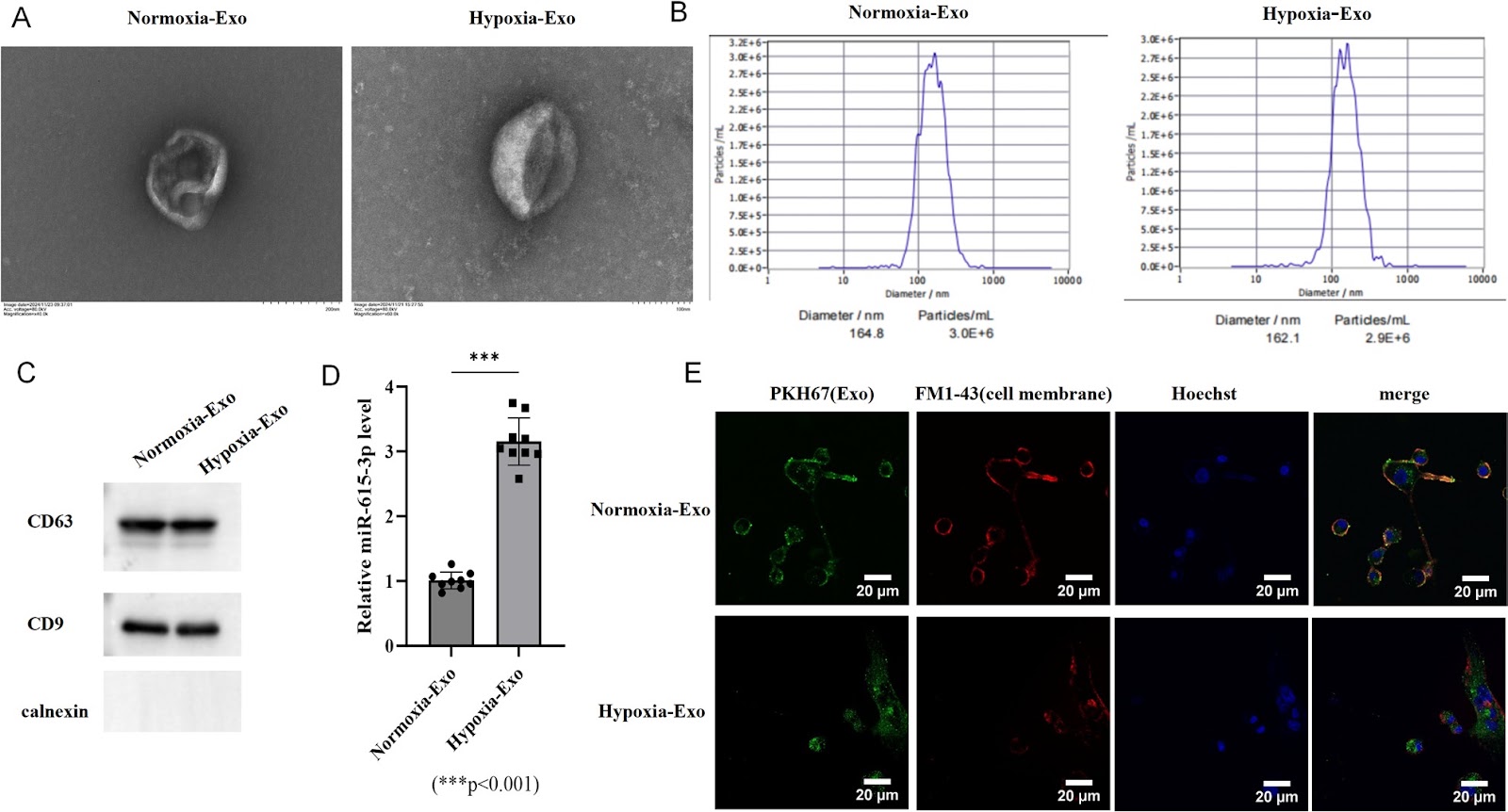 Hypoxia-conditioned BMSC exosomes improve short-term spinal cord injury outcomes via the miR-615-3p/PDE4C-mediated cAMP/PKA pathway