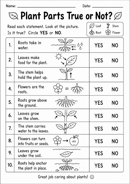 Plant Parts True or Not?