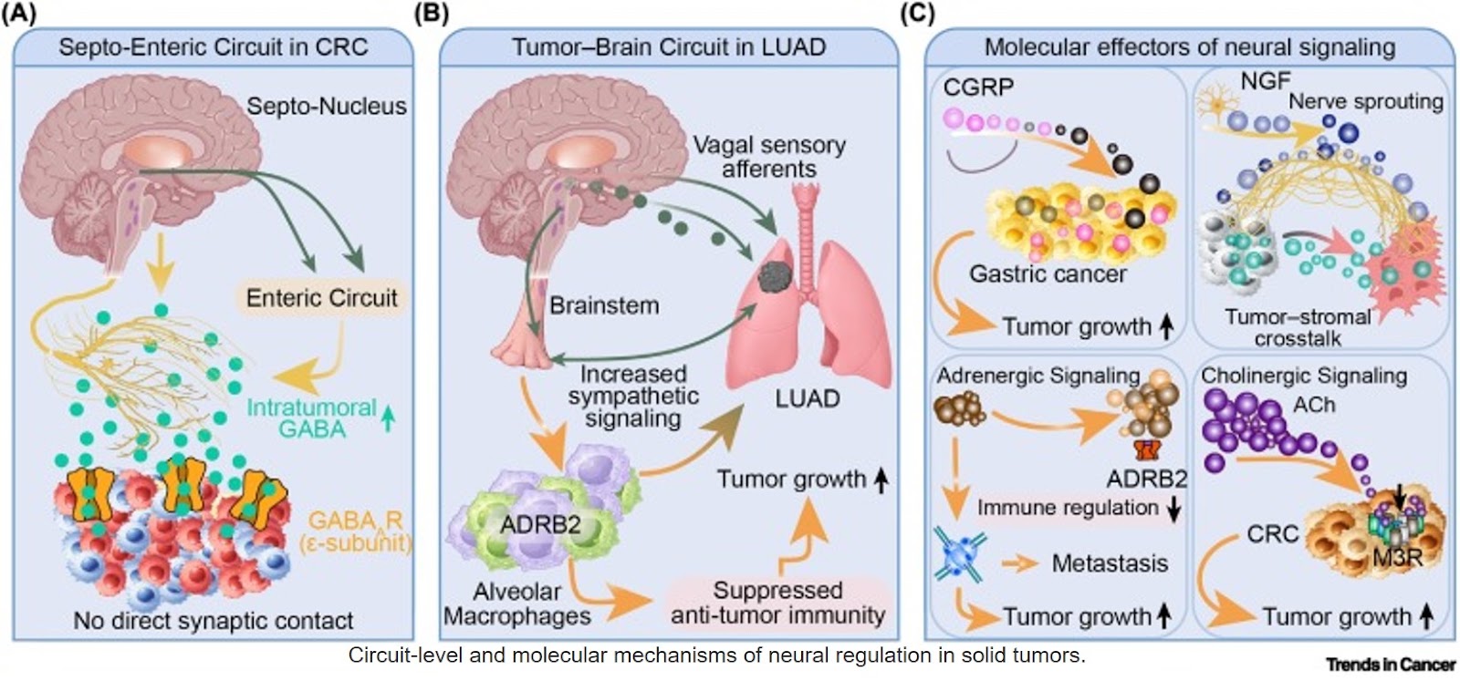 Neuron–tumor communication in solid tumors