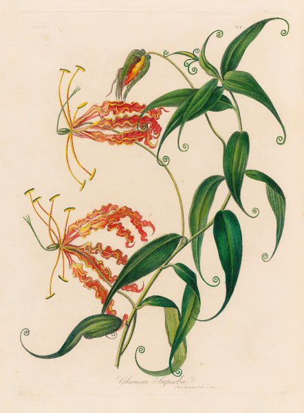 Gloriosa Superba 1818 1824