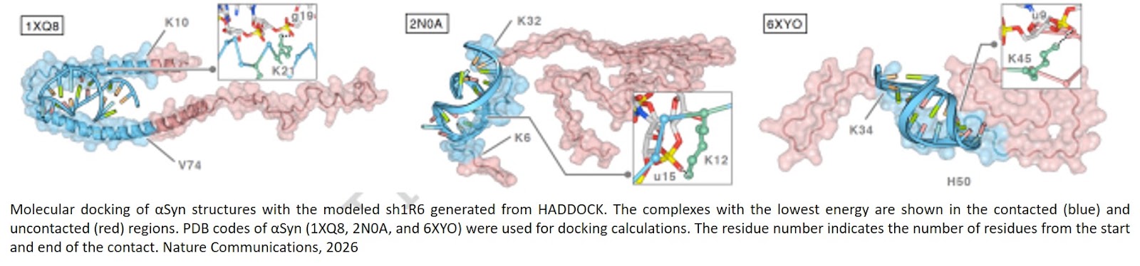 Development of an RNA aptamer as a therapeutic agent for synucleinopathies