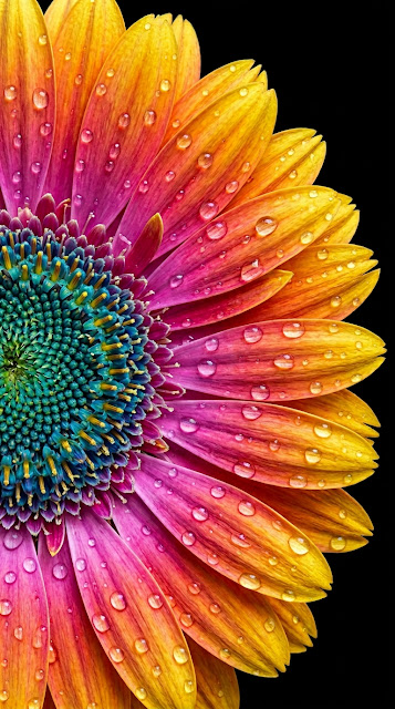 Macro Photo of Water Droplets on Colorful Gerbera Flower - Free mobile Wallpaper