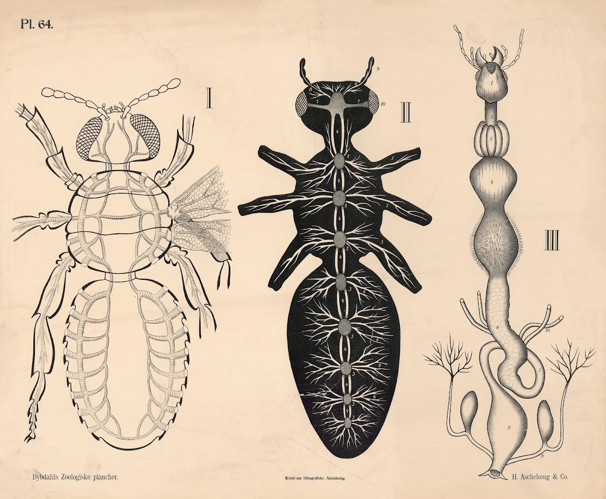 Insekter Blodomløb nervesystem og fordøjelsesorganer 1881