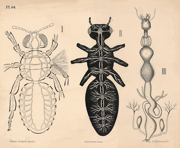 Insekter Blodomløb nervesystem og fordøjelsesorganer 1881