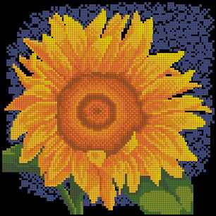 CMP 171051 Sunflower
