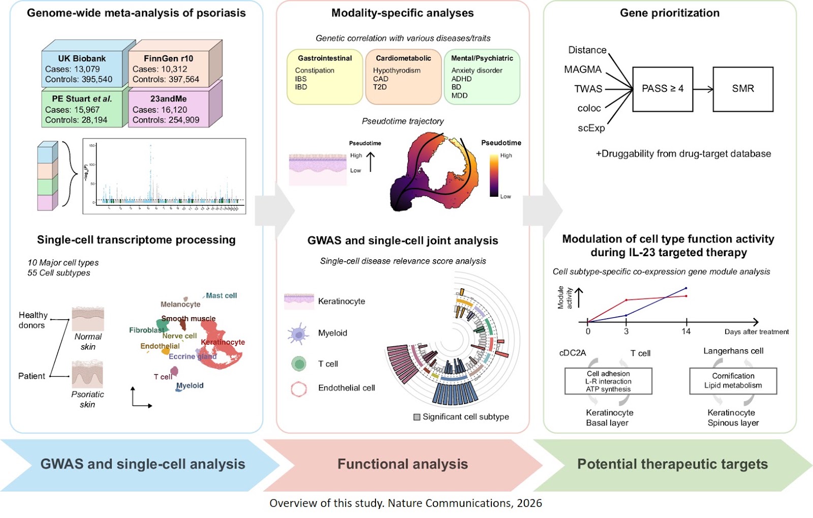Integration of GWAS and single-cell analysis for psoriasis identifies disease-associated cell subtypes and therapeutic targets
