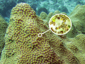 Coral Sea, Seagrass Sea, Coral and Seagrass CarbonEthics Indonesia