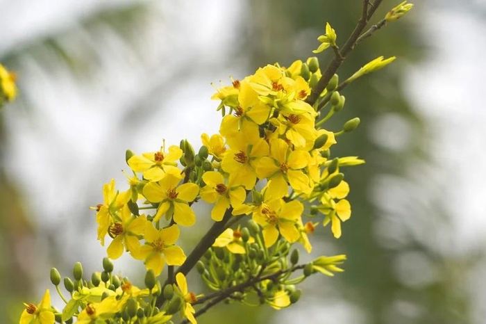 Mai vàng bung nở trên non thiêng Yên Tử - Báo Tiền Phong